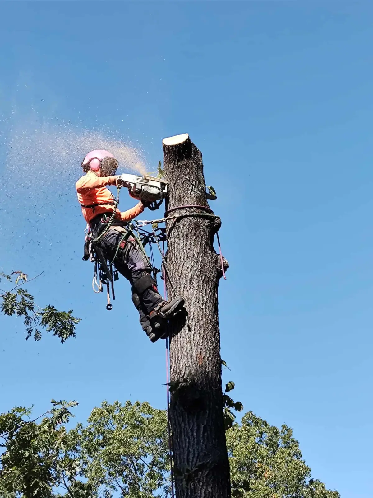 Tree removal in Fort Smith, AR