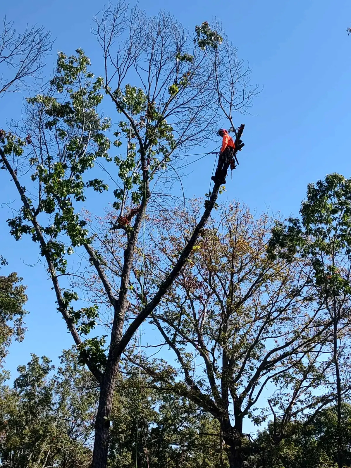 Stump grinding in Fort Smith, AR