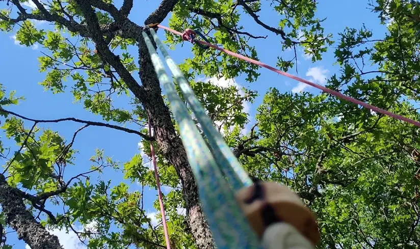 Tree trimming and pruning in Fort Smith, AR